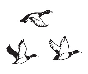 flying duck vector illustration, silhouette of flying duck graphic art