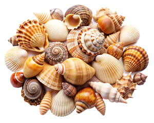 Collection of various seashells in shades of brown beige and white spiral and cone shapes isolated on a transparent background