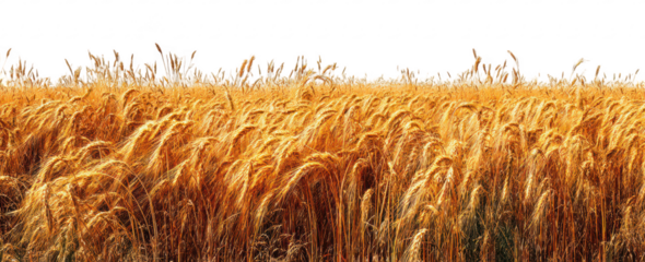 Golden Wheat Field Landscape , nature