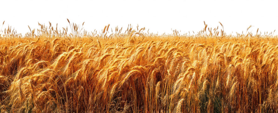 Golden Wheat Field Landscape , nature