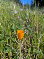 California poppy flower