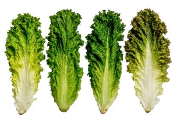 Lettuce Leaves Showing Stages