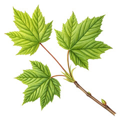 Green branch with isolated fresh leaves, a symbol of nature's beauty and summer growth