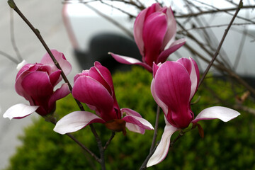 Magnolia liliiflora Series - Purple Lily Magnolia Flowers and Trees in Korea

