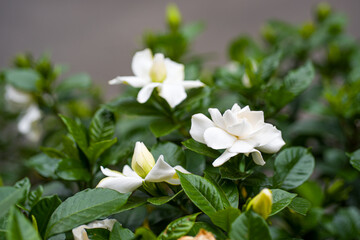 甘い香りと白く清純な花　くちなしの花