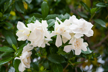 甘い香りと白く清純な花　くちなしの花