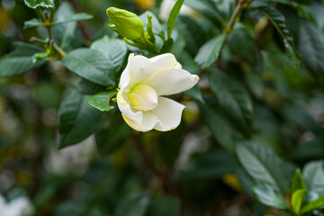 甘い香りと白く清純な花　くちなしの花