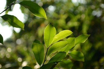 Magnolia sieboldii white flowers - Korean Magnolia series
