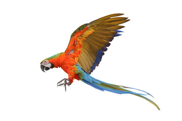 Colorful flying Harlequin Macaw parrot isolated on transparent background png file