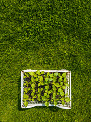 Multiple plant seedlings in plastic crate outdoors during daytime