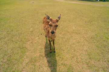 Deer animal in Nara Japan