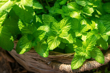 Fresh organic mint plants in the garden amidst the morning sunlight.