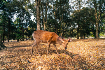 Deer animal in Nara Japan