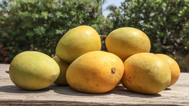 Tasty Mango fruits. Yellow color mango on table with green nature farm background.