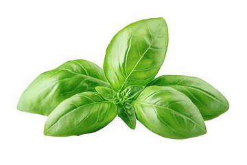 Fresh green basil leaves herb culinary ingredient aromatic flavorful cooking seasoning isolated on transparent background