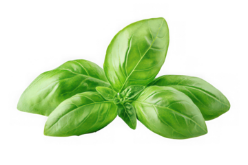 Fresh green basil leaves herb culinary ingredient aromatic flavorful cooking seasoning isolated on transparent background