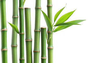 Fototapeta premium Green bamboo stalks with leaves - asian zen garden element - nature photography - plant stem - tropical decoration - isolated on transparent background