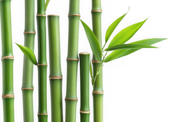 Green bamboo stalks with leaves - asian zen garden element - nature photography - plant stem - tropical decoration - isolated on transparent background
