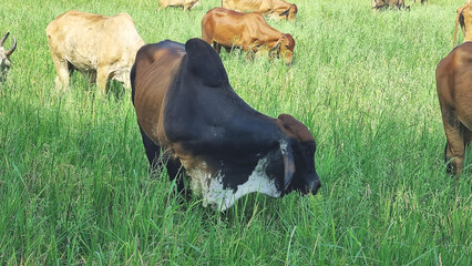 Photograph of a herd of cows grazing on green grass in a rice field under the hot sun near noon in Central Thailand.