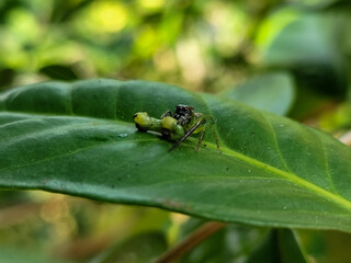 Green Jumping Spider, scientifically known as Mopsus mormon. This is a spider with red eyes commonly found on green leaves.