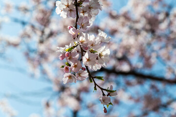 Close-up of the cherry blossoms