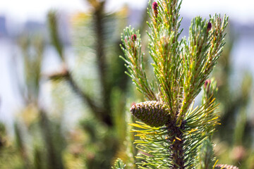 a Christmas tree cone on a branch with green needles. close-up on a blurred background with a side