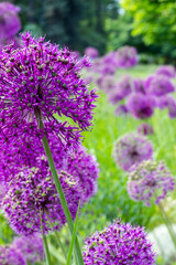 Obraz premium blooming purple onion aflatunsky flower on a blurred background with highlights and side.close-up. natural light.