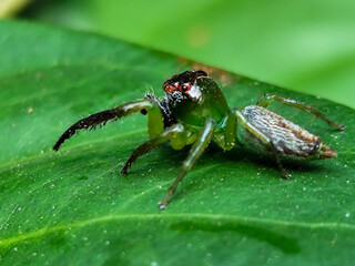 Green Jumping Spider, scientifically known as Mopsus mormon. This is a spider with red eyes commonly found on green leaves.
