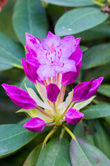 the rhododendron is hybrid. the azurro variety. Azalea. natural light. close-up.