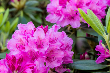 bright rhododendron flowers of the hybrid English rose variety. on a blurry background with...