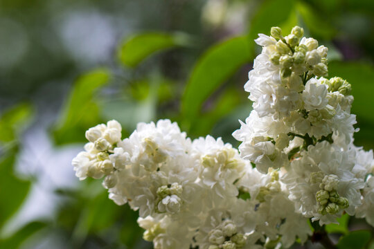 snow-white lilac flowers of Monique lemon variety on a green blurred background with highlights and sideways.natural light. close-up