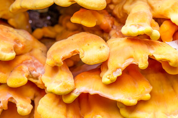 polypore. a yellow mushroom growing on an old tree. a large plvn. natural lighting