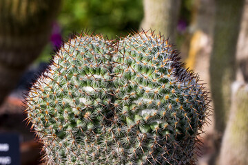 Mammillaria cactus has an unusual shape. a large plvn. natural light.