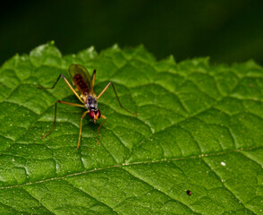 a long-legged fly on a green leaf. colorful macro photography. close-up. space for the text....