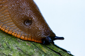 A slug in close-up crawls along a tree branch. a slug's head with horns. . mucus. the Spanish wood...