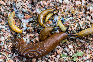 small children, toddlers and adult brown slugs crawl on the sand. colorful macro photography....