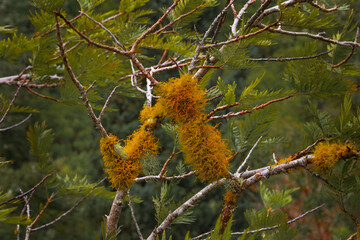 Yellow Spanish Moss