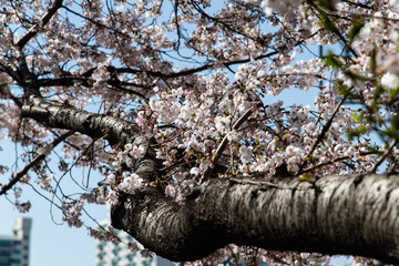 Fototapeta premium cherry blossoms on the branch