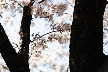 Fototapeta premium View of cherry blossoms against the sky