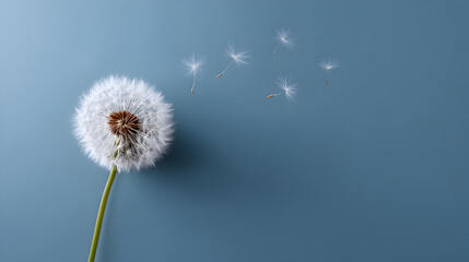 Obraz premium Delicate dandelion seeds drifting freely against soft blue backdrop, symbolizing peaceful transition, ephemeral beauty, and natural release of potential