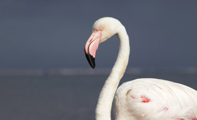 Exclusive Nature Photography: Solitary Flamingo in African Lagoon, Captured in Soft Light – Ideal for High-End Wildlife Prints, Editorial Features, and Conservation Campaigns