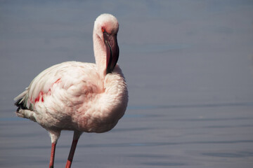 Exclusive Nature Photography: Solitary Flamingo in African Lagoon, Captured in Soft Light – Ideal for High-End Wildlife Prints, Editorial Features, and Conservation Campaigns