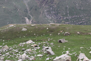 Shephard 