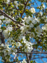 Cherry blossom flowers blooming on tree branch in spring