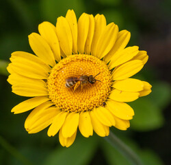 macro of a female halictus subauratus or golden furrow bee on a anthemis tinctoria blossom
