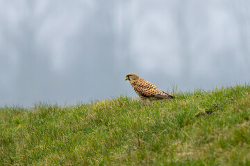 Portrait of Kestrel, Falco tinnunculus, standing quietly in the wet grass looking out from grassy hill against background of grey sky with hazy silhouettes of trees