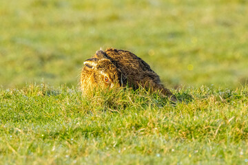 Portrait of European hare, Lepus europaeus, in long grass head with supine ears emerging behind...