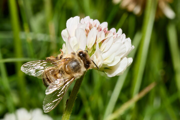 Honey Bee Pollinating White Clover Flower Close-Up