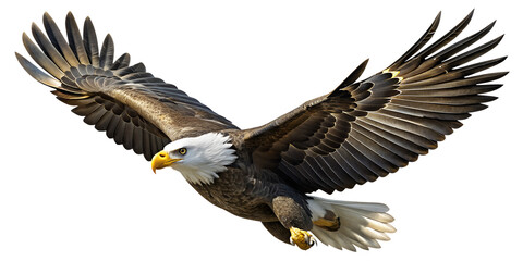 Obraz premium Eagle in flight, PNG, transparent