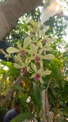 tree in bloom